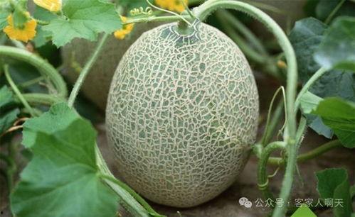 海南晓蜜二瓜今日行情,甜蜜价格波动，市场动态一览
