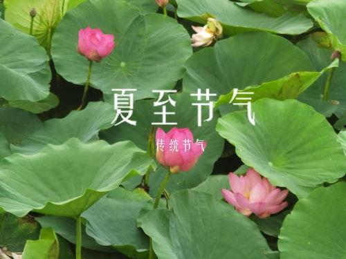 今日夏至吃瓜赏花图片,花海绽放赏心悦目