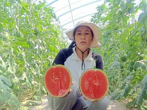 中牟吊瓜今日报价,新鲜采摘，价格实况一览