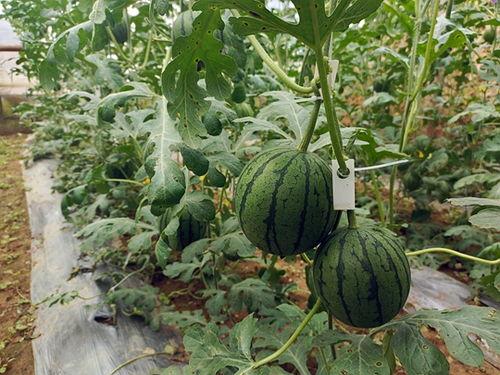 中牟吊瓜今日报价,新鲜采摘，价格实况一览