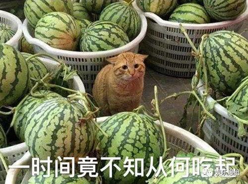 网爆网今日吃瓜,娱乐圈最新爆料，揭秘明星幕后故事