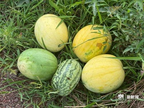网爆网今日吃瓜,娱乐圈最新爆料，揭秘明星幕后故事