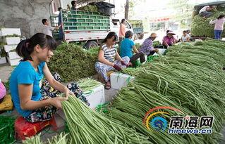 今日三亚瓜菜价格,新鲜直供，实惠之选