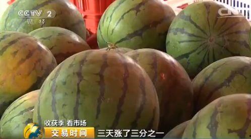 今日毛瓜的价格是多少,市场行情一览