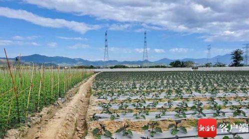 崖城瓜菜今日价格表,新鲜蔬菜实惠选购指南