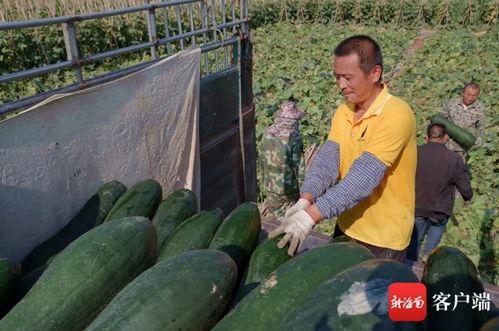 崖城瓜菜今日价格表,新鲜蔬菜实惠选购指南