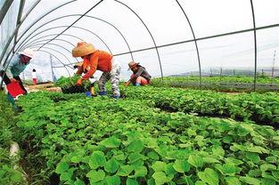崖城瓜菜今日价格表,新鲜蔬菜实惠选购指南