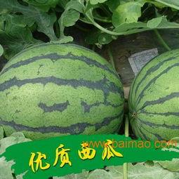 陕西乳瓜今日行情价格,价格波动下的市场动态