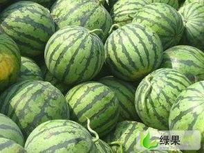 陕西乳瓜今日行情价格,价格波动下的市场动态