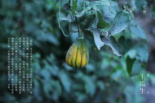 今日三候王瓜生,夏至时节的自然韵律与生长奥秘