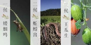 今日三候王瓜生,夏至时节的自然韵律与生长奥秘