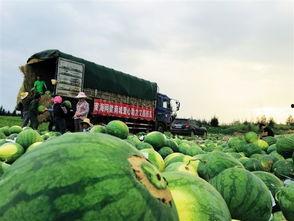 泸西太阳坡小瓜今日价格,价格行情一览