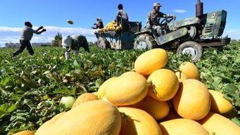 哈密瓜岛今日新闻,热带风情岛今日热点盘点