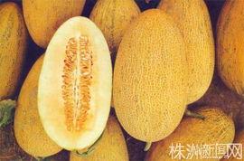哈密瓜岛今日新闻,热带风情岛今日热点盘点