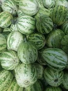 水果吊瓜今日价格走势,今日水果吊瓜价格波动解析