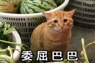 51热门大瓜今日大瓜喵小吉,喵小吉揭秘51热门大瓜今日大瓜精彩瞬间