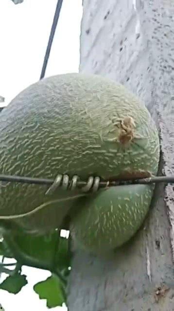 新乡哈密瓜今日价格,价格行情一览”