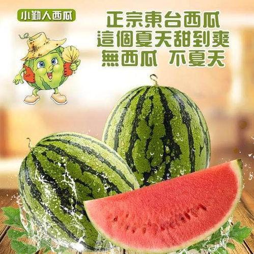 东台瓜今日价格2025年,价格走势与市场分析