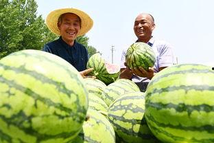 河南今日瓜菜行情如何了,丰产丰收，价格稳中有升