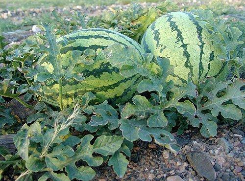 今日新疆硒砂瓜行情,硒元素加持下的甜蜜丰收