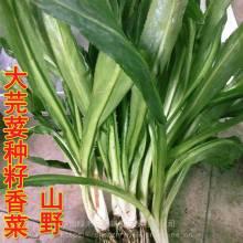 蒲瓜价格行情今日最新