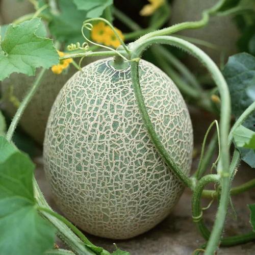 新疆蜜瓜今日头条,甜蜜滋味，尽在新疆！