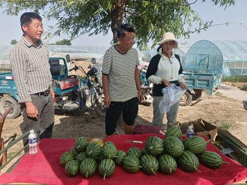 中牟吊瓜今日价格表,中牟吊瓜今日价格行情一览