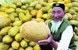 乌鲁木齐哈密瓜今日头条,今日头条聚焦甜蜜果实，品味新疆特色